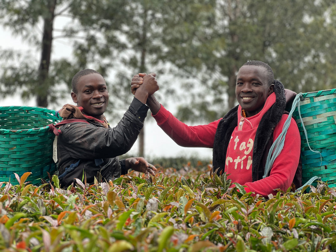 LEAFBERRI | Organically Grown, Hand-Picked Loose Leaf Kenyan Teas ...