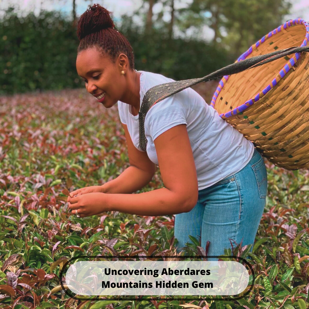 Load video: tea pickers on tea plantaion picking tea and tea factory processing tea leaves